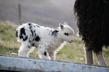 Fototapeta premium Sheep in the nature of the Faroe Islands 