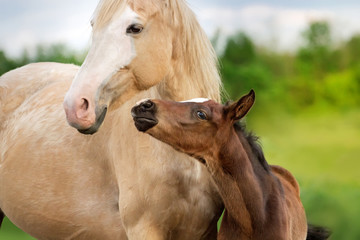 Beautiful mare with foal close up portrait