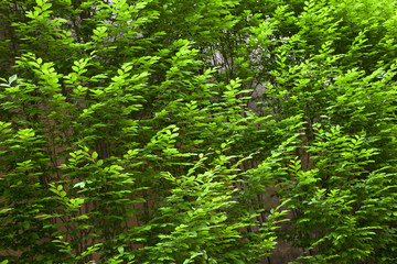 Vegetation background in Spring