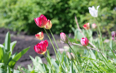 tulip flower landscape background