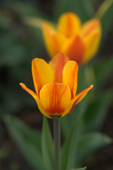 Тюльпаны на грядке с клубникой