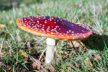 Fly Agaric Toadstool (Amanita muscaria)
