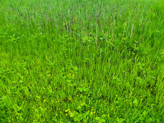 Obraz premium Green reed