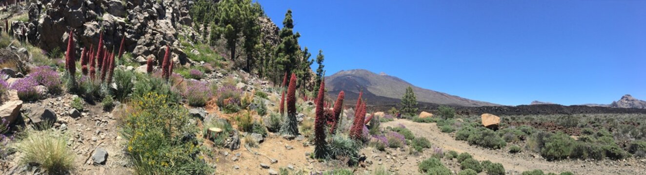 Panorámica con tajinastes, alhelíes y el volcán del Teide