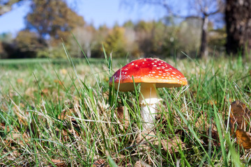 Fly Agaric Toadstool (Amanita muscaria)