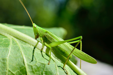 Young, green grasshopper eats the leaves in the garden