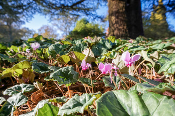 Wild Cyclamen (Persicum)