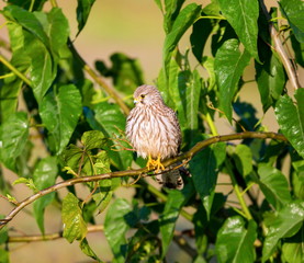 The common kestrel a bird of prey species belonging to the kestrel group of the falcon family. It is also known as the European kestrel, Eurasian kestrel, or Old World kestrel. Perched on a bush.