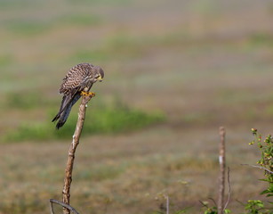 The common kestrel a bird of prey species belonging to the kestrel group of the falcon family. It is also known as the European kestrel, Eurasian kestrel, or Old World kestrel. Perched on a bush.