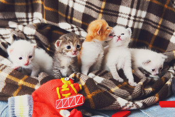 White and orange newborn kitten in a plaid blanket