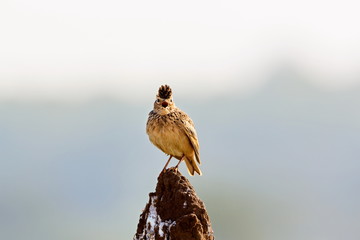 The Malabar lark, or Malabar crested lark is a sedentary breeding bird in western India. It lives in open country, cultivation and scrub land. It nests on the ground, laying two or three eggs. 