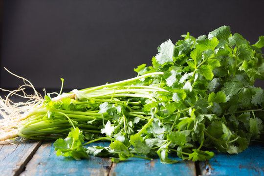 Bunch of fresh cilantro on wooden blue background