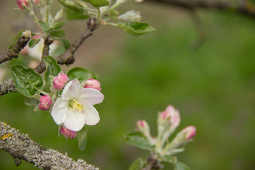 apple blossom branches.
