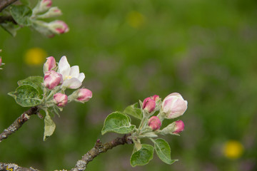 Obraz na płótnie Canvas apple blossom branches.