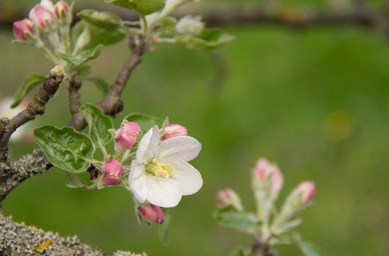 apple blossom branches.