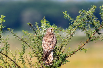 Fototapeta na wymiar The common kestrel a bird of prey species belonging to the kestrel group of the falcon family. It is also known as the European kestrel, Eurasian kestrel, or Old World kestrel. Perched on a bush.