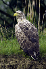 Haliaeetus albicilla / white-tailed eagle in natural habitat