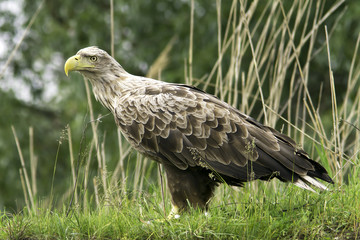 Haliaeetus albicilla / white-tailed eagle in natural habitat