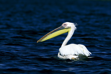white pelican in natural habitat / Pelecanus onocrotalus