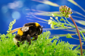 Closeup of a bumblebee