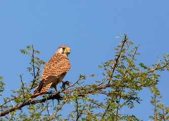 The common kestrel a bird of prey species belonging to the kestrel group of the falcon family. It is also known as the European kestrel, Eurasian kestrel, or Old World kestrel. Perched on a bush.