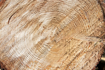 Fototapeta premium tree trunk cut rough edge of wood with grain showing