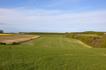 Fototapeta na wymiar yorkshire wolds scenery