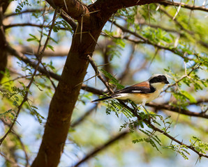 The Grey Backed shrike is a typical shrike, favouring dry open habitats and found perched prominently atop a bush or on a wire. The dark mask through the eye is broad and covers the forehead.