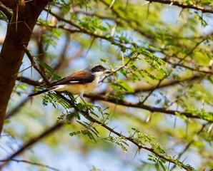 The Grey Backed shrike is a typical shrike, favouring dry open habitats and found perched prominently atop a bush or on a wire. The dark mask through the eye is broad and covers the forehead.