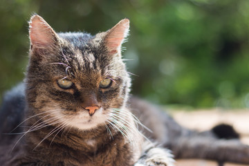 Liegende Katze im Garten, Haustier