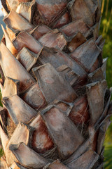 Bark of a palm tree