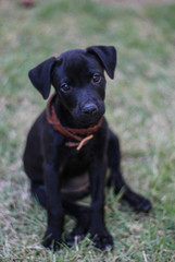 Obraz premium chien