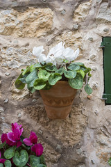 village, flowerpots street in the tourist island of Mallorca, Va