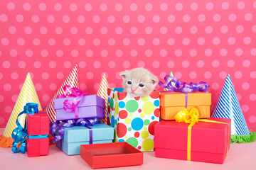 Kitten in present box with birthday party presents and hats