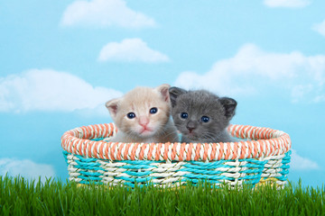 Fototapeta na wymiar Two one month old kittens in a spring basket in tall green grass
