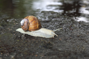 snail crawling on the wet road