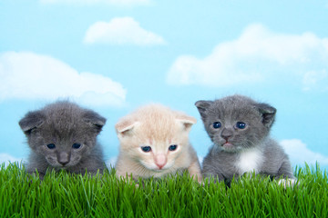Three one month old kittens in tall grass.