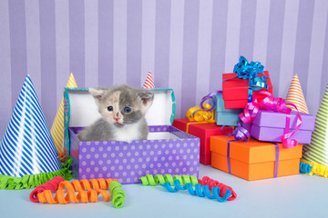 Calico kitten in birthday box with presents and party hats