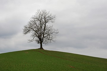 Fototapeta na wymiar Lone tree in countryside
