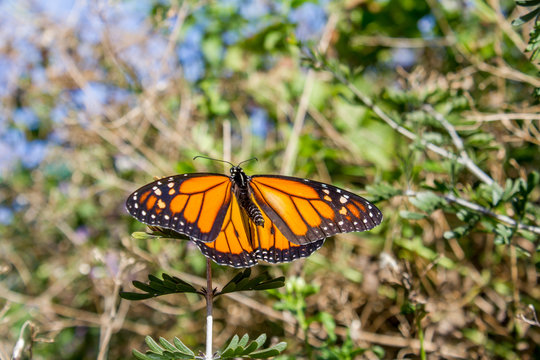Monarch basking in sun