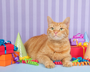 Fototapeta na wymiar Orange ginger tabby cat sitting with birthday presents