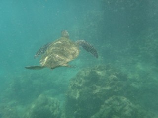 Swimming Green Turtle Underwater