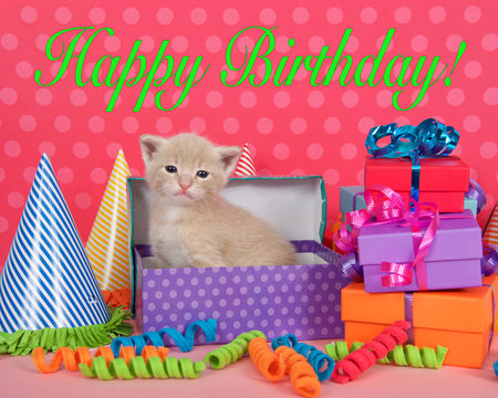 Orange buff kitten in birthday box with presents and party hats, Happy Birthday text