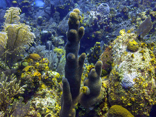 Coral Reef in Roatan Honduras