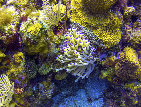 Fototapeta Sea Anemone in Roatan Honduras