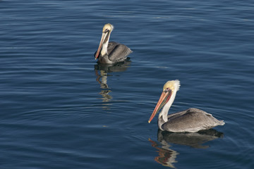 Brown Pelicans on  blue reflective water