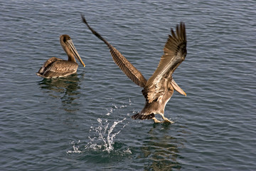 Two brown pelicans in the water. One swimming the other taking off in flight