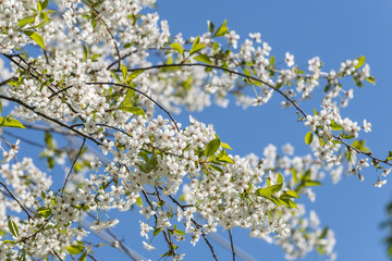 White beautiful flowers on the apple tree. Spring blossom.