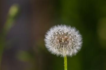 The seed head of dandelion