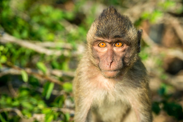 Portrait of monkey in the wild